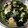 まぷまぷママ's cooksnap of when they made 生ワカメと白菜の餡掛け丼♪ワカメ大量消費.