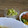 愛じゃな～い？'s cooksnap of when they made ✿大根おろし＆キウイフルーツでサラダ？✿.