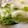 あかまるこ。's cooksnap of when they made 白だしで簡単！野菜の漬物.