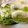 あかまるこ。's cooksnap of when they made 白だしで簡単！野菜の漬物.