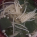 ﾌﾞﾚﾝﾀﾞ's cooksnap of when they made えのきと長ネギと油あげのお味噌汁.