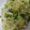 ☆ごはんできた☆'s cooksnap of when they made きゅうりのごま和え.
