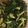 クックGJX7KO☆'s cooksnap of when they made 絶品！ほうれん草のおひたし.