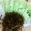 yutan1122's cooksnap of when they made 穂紫蘇（紫蘇の実）の保存方法★塩漬けで♫.