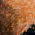 highyuuuu's cooksnap of when they made トマトたっぷり簡単ミートソース.