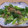 きらり流れ星's cooksnap of when they made 青葱でオイマヨかつお節炒め 第3弾.