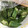 なみか☆'s cooksnap of when they made オクラのわさびと白だし漬け.