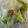 ♡♡（＾Ｏ＾）♡♡'s cooksnap of when they made レタスの保存の仕方.