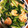 クックO63XOV☆'s cooksnap of when they made 小松菜とえびの香り炒め.