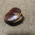 ＊ｎｏａ＊”'s cooksnap of when they made 圧力鍋で、茹で栗 （皮をむきやすいよ）.