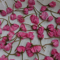 Tusentakk's cooksnap of when they made 八重桜の塩漬け.