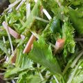 つなっぽん's cooksnap of when they made ☆ハムと水菜のサラダ☆.