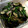 ebihuraikk's cooksnap of when they made アレンジ自在な作り置き！ナスとニラ炒め.