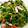 ちゃことゆうな's cooksnap of when they made 豆苗と桜海老の塩昆布炒め♪.