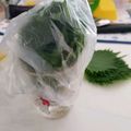 LoveVegas's cooksnap of when they made ビックリするほど大葉が長持ちする方法！.