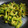 クックUSUN6I☆'s cooksnap of when they made ゴーヤの鰹節炒め.