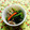 ゆきらっくま's cooksnap of when they made 鯖缶と小松菜のさっと煮.