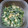 蛇口から生ビール's cooksnap of when they made ほうれん草嫌い克服！ほうれん草たまご.
