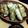 クロ８５'s cooksnap of when they made タイ風春巻き.