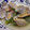 amica1772's cooksnap of when they made あさりの菜の花蒸し.