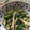 猫のミイヤ's cooksnap of when they made 小松菜と舞茸の炒め物.