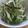 柊さくら's cooksnap of when they made 水菜とナスの胡麻マヨお浸し♪.