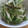 柊さくら's cooksnap of when they made 水菜とナスの胡麻マヨお浸し♪.