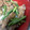 achanuha's cooksnap of when they made 簡単！時短！無添加ピリ辛ニンニクの芽炒め.