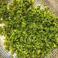 まむまむまむ's cooksnap of when they made しその実 基本のあく抜き.
