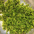 まむまむまむ's cooksnap of when they made しその実 基本のあく抜き.