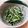 ♡こもれび♡'s cooksnap of when they made 豆苗と胡麻のアンチエイジングサラダ！.