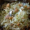 クック4LE2C7☆'s cooksnap of when they made 3分で！キャベツと鮭フレークのサラダ☆.