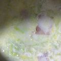 ma___111's cooksnap of when they made キャベツとウィンナー❀ミルクスープ！.