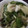 ﾌﾞﾚﾝﾀﾞ's cooksnap of when they made きゅうり・大葉・みょうがの簡単浅漬け.