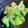 salymama's cooksnap of when they made 福耳とうがらしと夏野菜の甘味噌炒め.