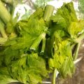 ぴたまま's cooksnap of when they made セロリの葉っぱは冷凍保存！.