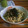 gosscha's cooksnap of when they made 簡単大葉とねぎの和風スパゲティ.