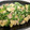 クック14EXMO☆'s cooksnap of when they made 簡単！ゴーヤとツナの炒め物.