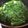 kimig's cooksnap of when they made 春菊のすき焼き風.