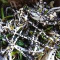 小麦粉【100g】's cooksnap of when they made ＊もやしと菜花＊マヨ醤油和え.