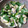 クックXZZ6G4☆'s cooksnap of when they made あさりの酒蒸し.