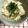 ねーこねこ's cooksnap of when they made 新生姜の炊き込みご飯.