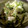 やーまんピー's cooksnap of when they made しらたきとささみのヘルシー中華サラダ♪♪.