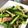 クックミッコ☆'s cooksnap of when they made 小松菜としめじの洋風炒め.