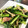クックミッコ☆'s cooksnap of when they made 小松菜としめじの洋風炒め.