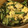 クックZ8J4H4☆'s cooksnap of when they made いり卵とキュウリの炒めもの.
