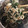 クックZ8J4H4☆'s cooksnap of when they made ほうれん草ともやしのおひたし.