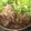 ぴょぬさ's cooksnap of when they made 簡単焼肉丼!!.