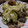 慎＆祐ママ's cooksnap of when they made 春キャベツとあさりの蒸し煮.