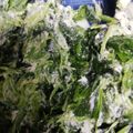 ひなたんママ＠★☆'s cooksnap of when they made 簡単☆ほうれん草のカッテージチーズ和え♪.
